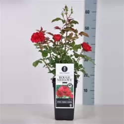 Rožių krūmai internetu su pristatymu į namus