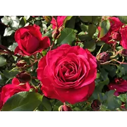 Rožių krūmai internetu su pristatymu į namus