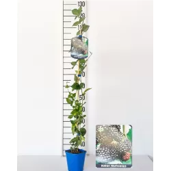 Gervuogė - Rubus fruticosus TRIPLE CROWN