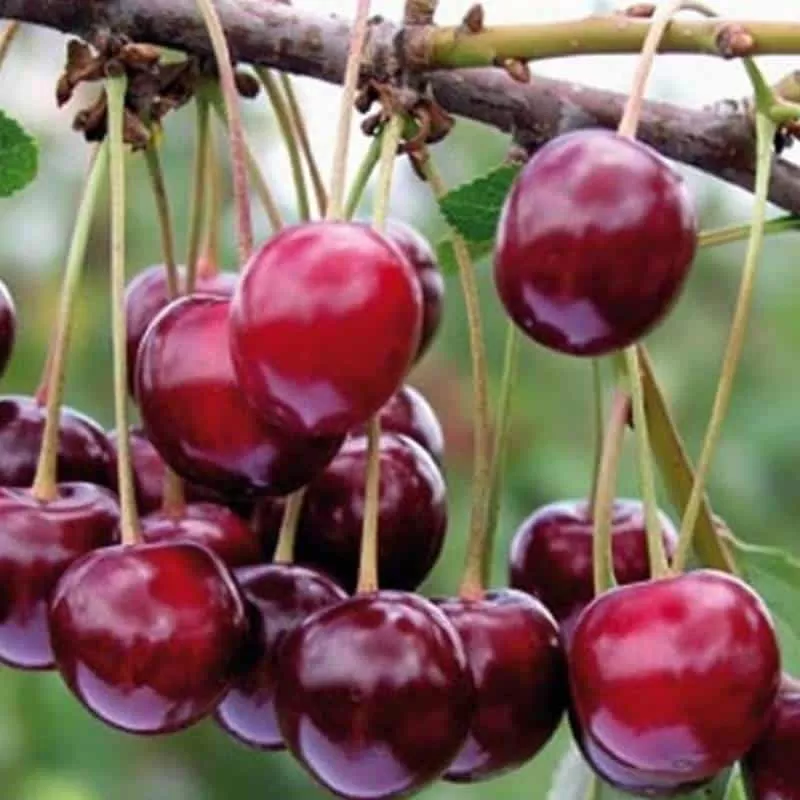 Trešvyšnė (trešnės ir vyšnios hibridas) - Prunus avium x cerasus Hortensia (HORTENZIJA)