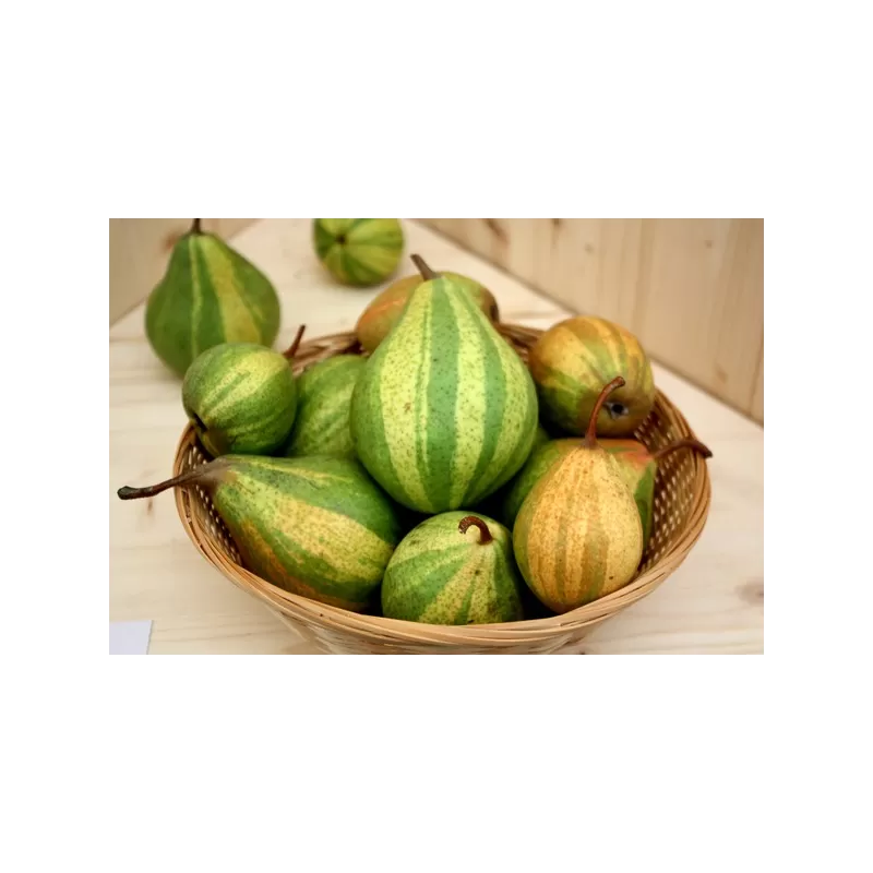 Pear - Pyrus communis Schweizerhose