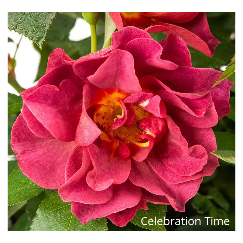 Rožė - Rosa CELEBRATION TIME