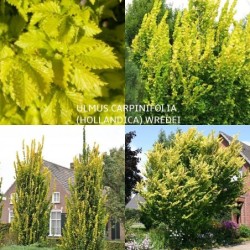 Skroblalapė (olandinė) guoba - Ulmus carpinifolia...