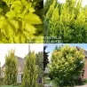 Skroblalapė (olandinė) guoba - Ulmus carpinifolia (hollandica) Wredei skiepas P16C3 50CM