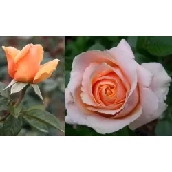 Rožė - Rosa ABBAYE DE CLUNY