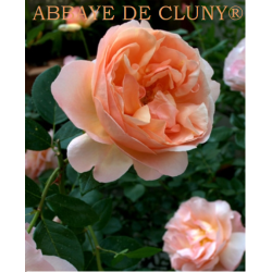Rožė - Rosa ABBAYE DE CLUNY ® (Meibrinpay) Meilland® Fleur Romantica® C4 vazone