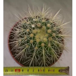 Echinocactus Grusonii 11Ø