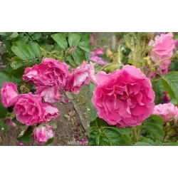 Užsisakyk augalus pavasariui jau dabar