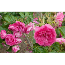 Rožė - Rosa ABELZIEDS