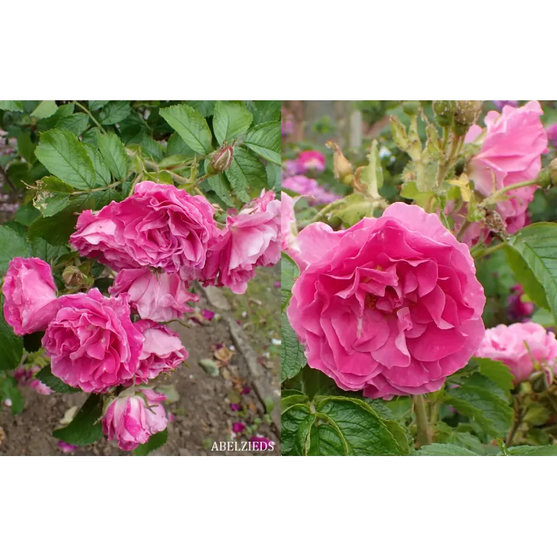 Užsisakyk augalus pavasariui jau dabar