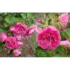 Rožė - Rosa Ābeļzieds P17C2 20-40CM vazone
