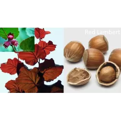 Vaismedžiai rudens sodinimui - Žagarės sodų asortimentas