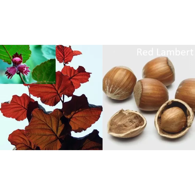 Vaismedžiai rudens sodinimui - Žagarės sodų asortimentas