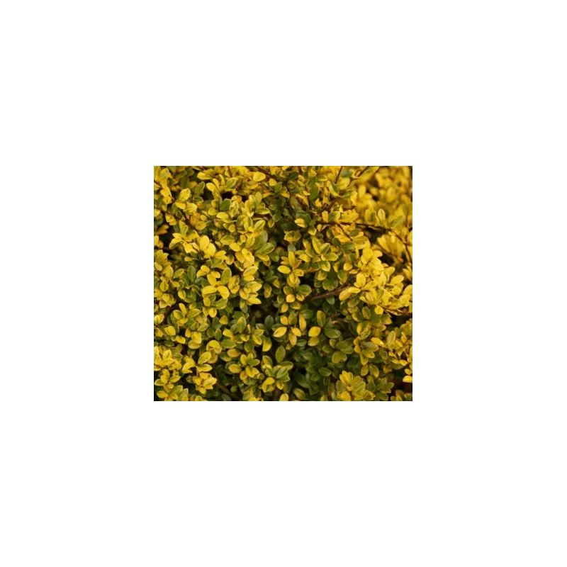 Rinčiuotasis (šiurkštusis) bugienis - Ilex crenata GOLDEN GEM 13Ø 30cm