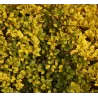 Rinčiuotasis (šiurkštusis) bugienis - Ilex crenata GOLDEN GEM 13Ø 30cm