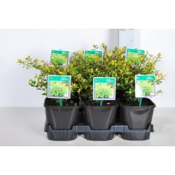 Rinčiuotasis (šiurkštusis) bugienis - Ilex crenata GOLDEN GEM 13Ø 30cm