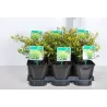 Rinčiuotasis (šiurkštusis) bugienis - Ilex crenata GOLDEN GEM 13Ø 30cm