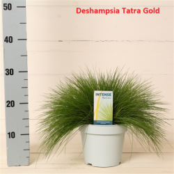 Deschampsia flexuosa Tatra Gold 17Ø 30cm augintojas Amigra  x6