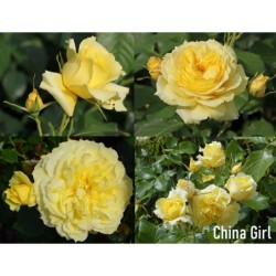 Rožė - Rosa CHINA GIRL ®