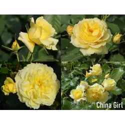 Rožių krūmai internetu su pristatymu į namus