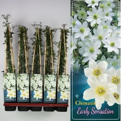 Raganė - Clematis Early Sensation P14 C2 balta pristatymas 2022 m. pavasarį