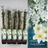 Raganė - Clematis Early Sensation P14 C2 balta pristatymas 2022 m. pavasarį