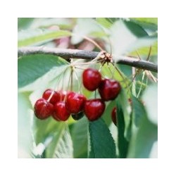 Trešnė Dniprovka (poskiepis Kvapioji vyšnia) - Prunus avium P29C10 110-140CM