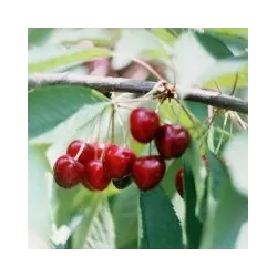 Trešnė Dniprovka - Prunus avium Dniprovka