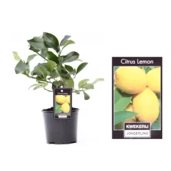 Citrusas (citrinmedis) - Citrus LEMON 12Ø