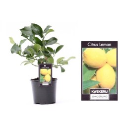 Citrusas (citrinmedis) - Citrus LEMON 12Ø šakotas šiemet derėsiantis (gyva foto)