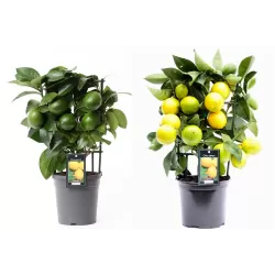 Citrusas (citrinmedis) - Citrus LEMON 12Ø šakotas šiemet derėsiantis (gyva foto)