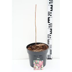 Avietė (vasarinė) - Rubus idaeus OTTAWA P19c3 su fotoetikete...