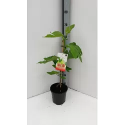 Egzotiniai augalai internetu