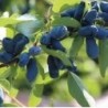 Honeyberry - Lonicera caerulea kamtschatica SINEGLASKA