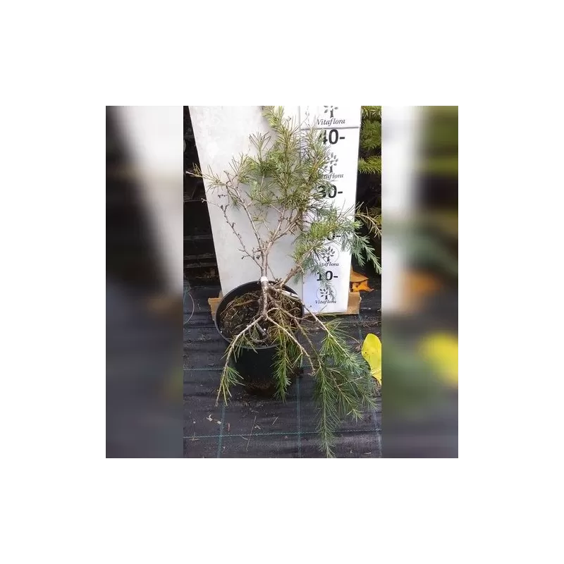 Himalajinis kedras - Cedrus deodara Feelin Blue