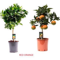 Citrus Red Orange 22Ø 85cm (augintojas Jongerling w.) x1