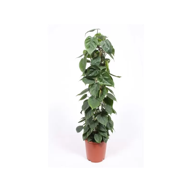 Philodendron Scandens 24Ø 120cm augintojas Fachjan bv x1