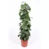 Philodendron Scandens 24Ø 120cm augintojas Fachjan bv x1