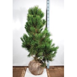 Pinus nigra nigra 125-150 CM RB EXTRA x30 (tik atsiėmimas...