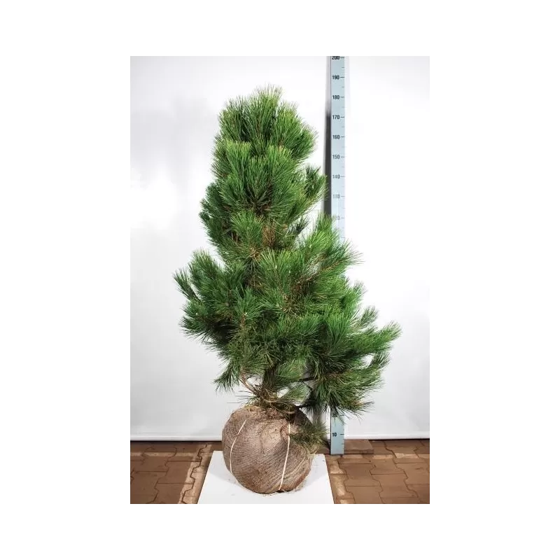 Pinus nigra nigra 125-150 CM RB EXTRA x30 (tik atsiėmimas Druskininkuose nustatytą dieną)