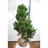 Pinus nigra nigra 125-150 CM RB EXTRA x30 (tik atsiėmimas Druskininkuose nustatytą dieną)