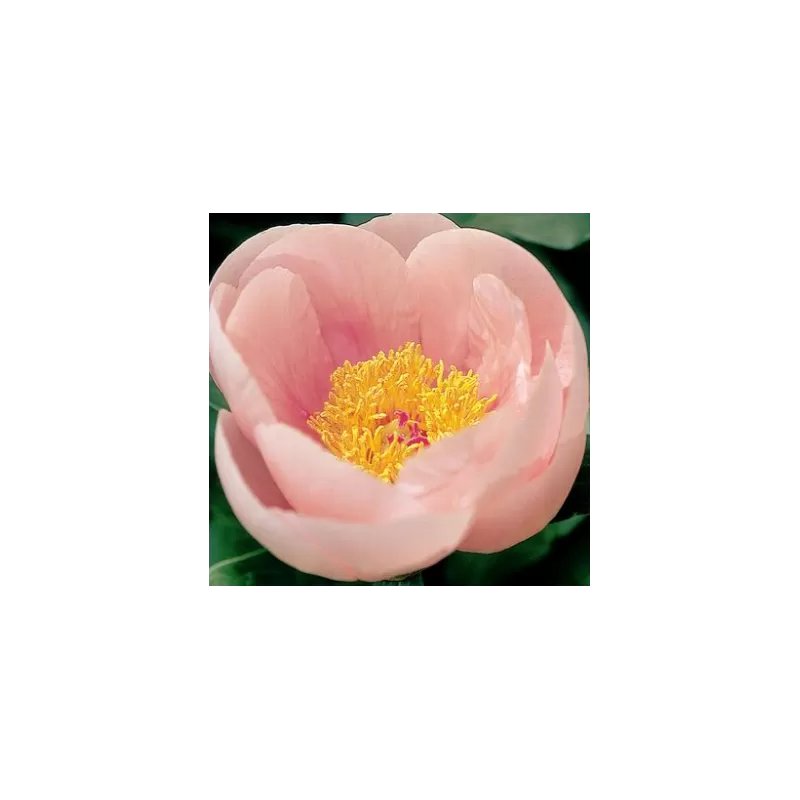 Bijūnų sodinukai internetu su pristatymu į namus