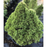 Baltoji (kanadinė) eglė - Picea glauca Alberta Globe P40C45 55CM W60CM (gyva foto)