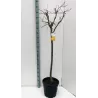 Azijinis juodmedis - Diospyros kaki TIPO