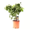 Raudonasis laimas - Citrofortunella Lime red 22Ø 80cm augintojas Jongerling w. x1