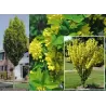 Paprastasis (darželinis) pupmedis - Laburnum anagyroides