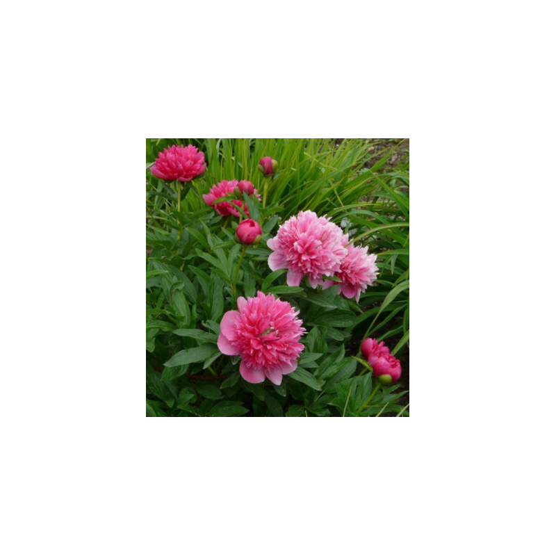 Bijūnas (vaistinis) - Paeonia (Officinalis) Rosea Plena P19C3 1 st A2 kokybė