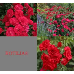Rožių sodinukai internetu - Rotilia (Korvillade)