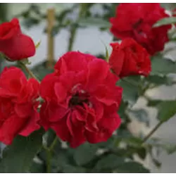 Rožė - Rosa ROTILIA ®