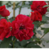 Rožė - Rosa ROTILIA ® (Korvillade) Kordes® Rigo C4 vazone